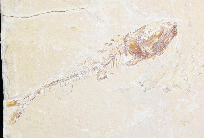 Cretaceous Fossil Fish (Spaniodon) #28202